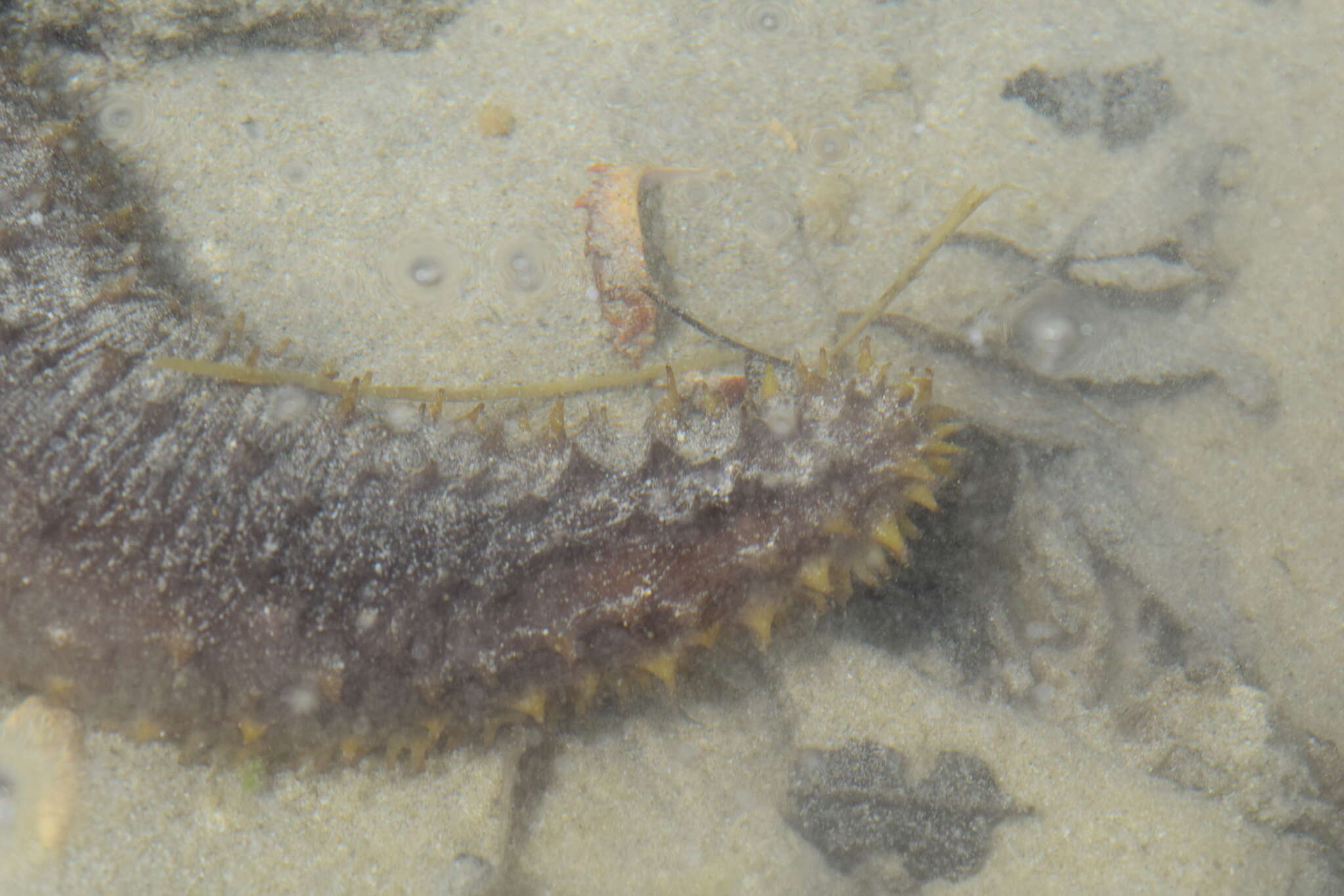 Слика од Holothuria subgen. Semperothuria Deichmann 1958