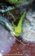 صورة Lubricogobius