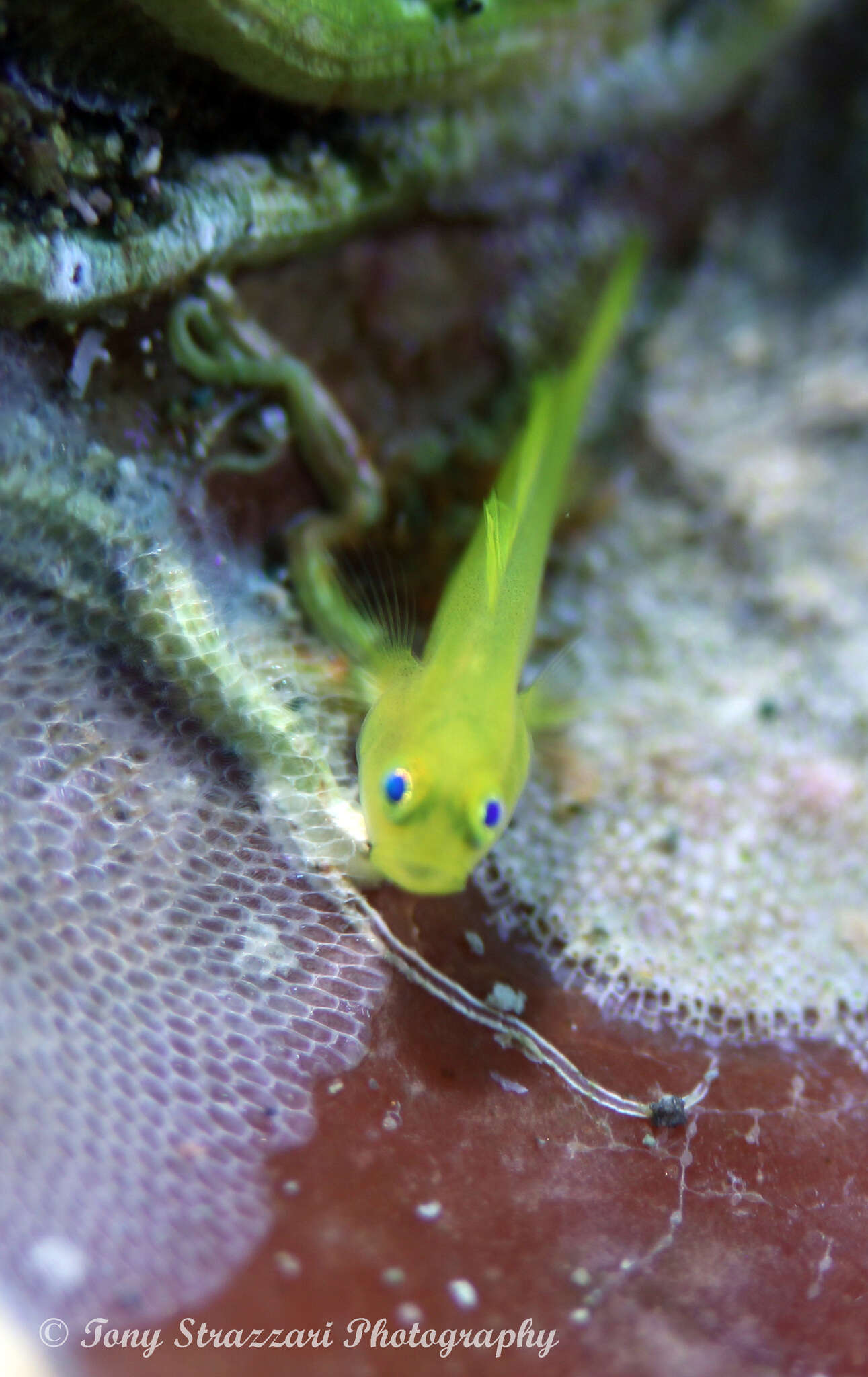 Image of Lubricogobius