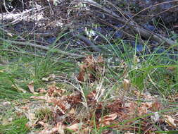 Image of hillside broomrape