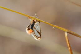 Image of Epicoma derbyana Strand 1929