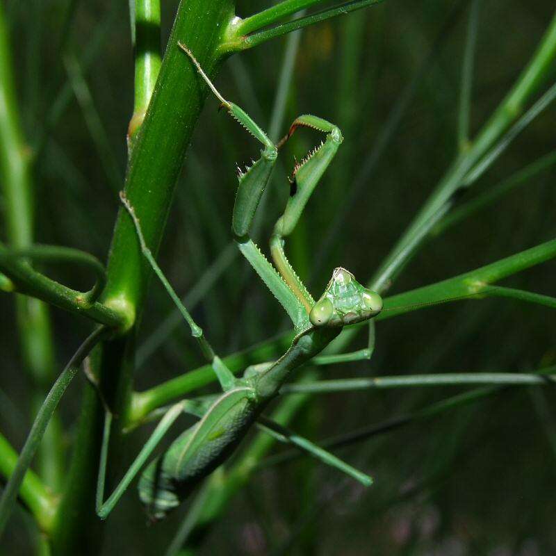 Image of Pseudomantis