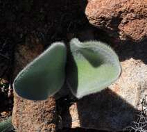 Image of Haemanthus dasyphyllus Snijman