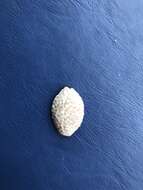 Image of granulated cowry