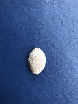 Image of granulated cowry