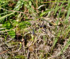 Image of Brown beaks