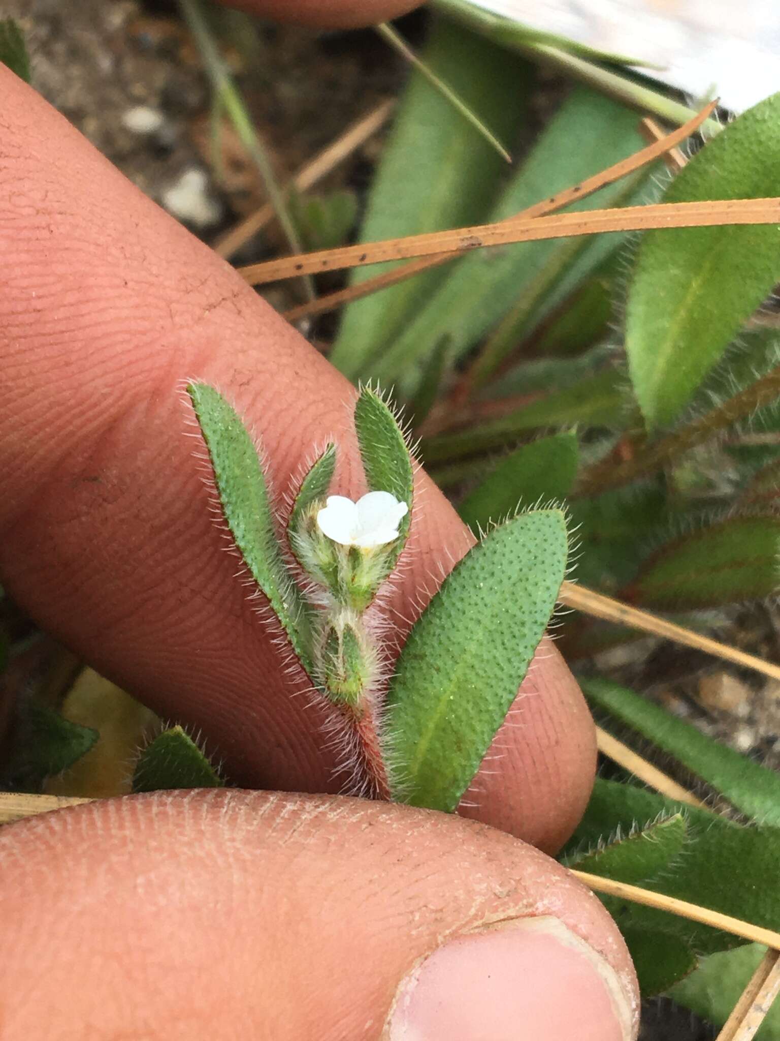 Image de Plagiobothrys torreyi var. diffusus (Greene) I. M. Johnst.