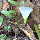 Image of coastal plain dawnflower