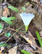 Image of coastal plain dawnflower