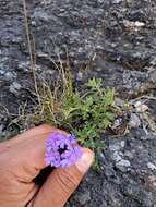 Image of Glandularia mendocina (Phil.) Covas & Schnack