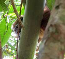 Image of Sambirano Bamboo Lemur