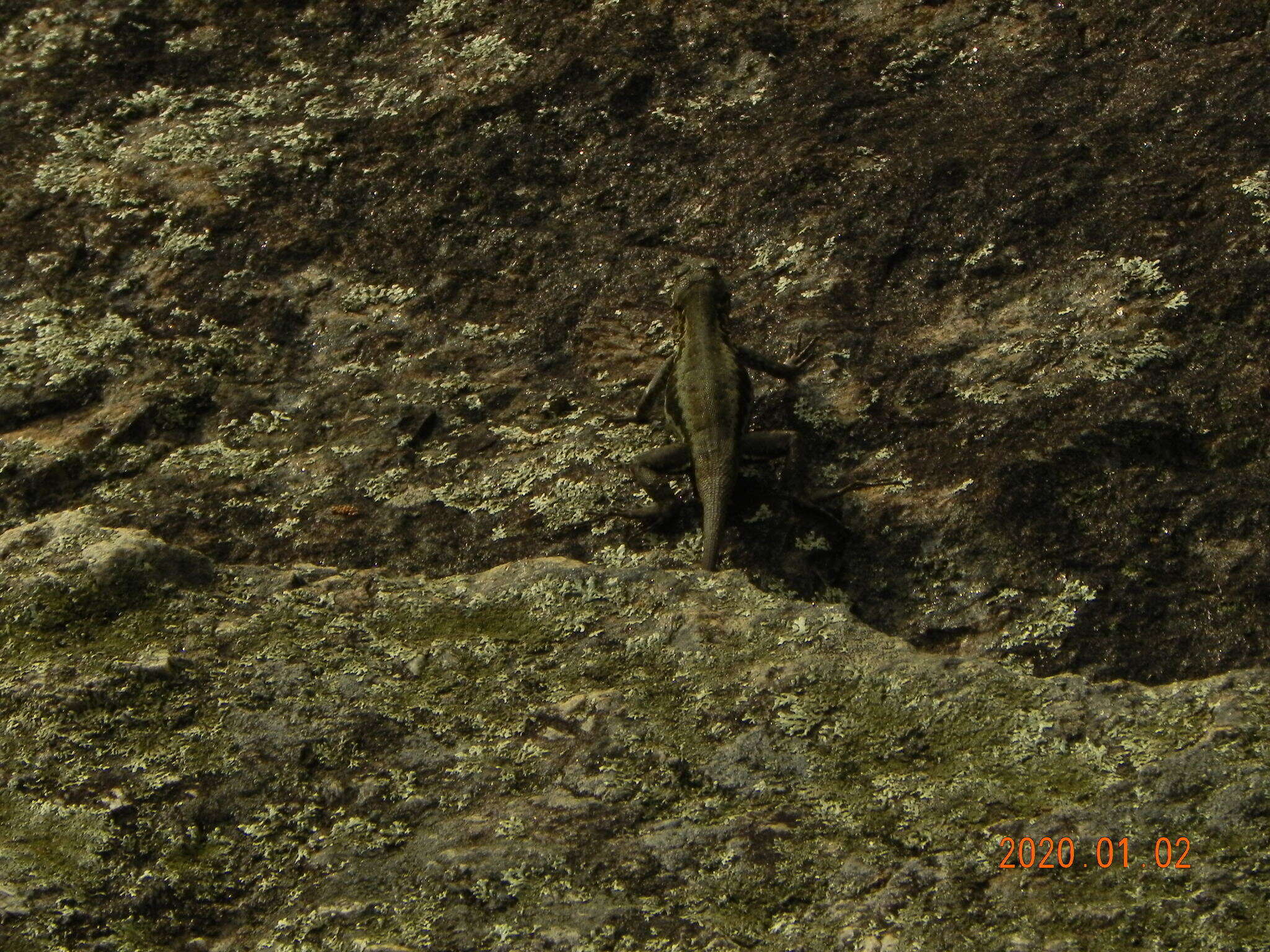 Image of Amazon Lava Lizard