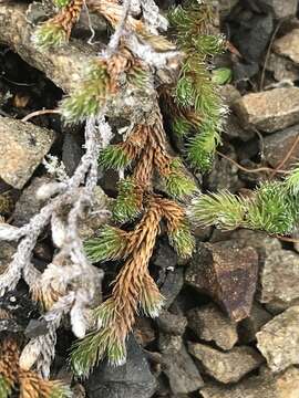 Image of Siberian spikemoss