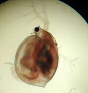 Image of Ceriodaphnia laticaudata P. E. Müller 1867