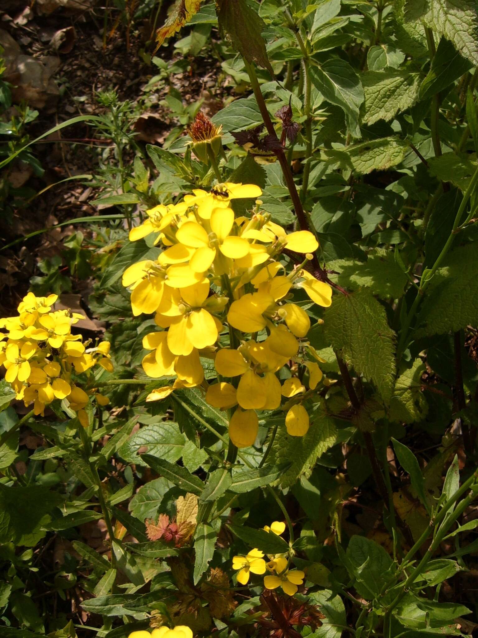 Image of smelly wallflower