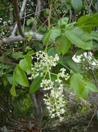 Image de Spondias tuberosa Arruda