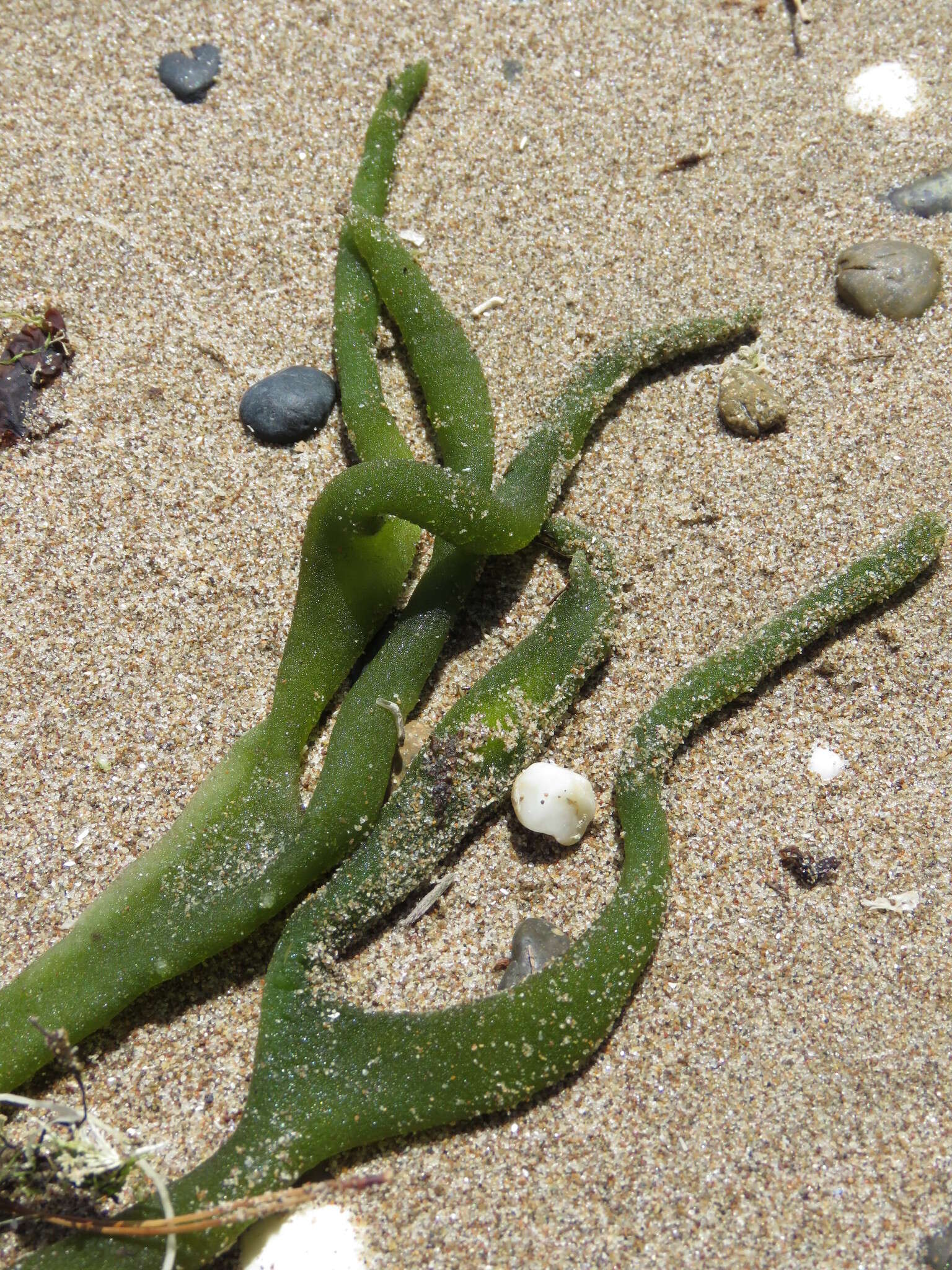 Image de Codium decorticatum