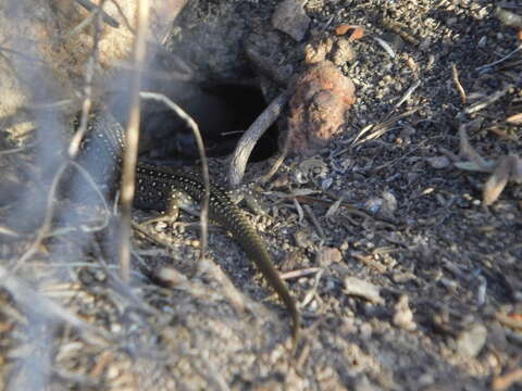 Image of White's Rock-skink