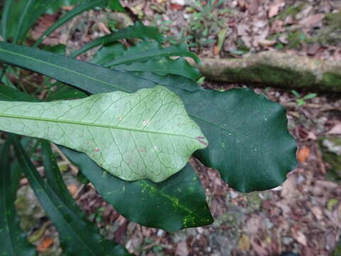 Image of Codiaeum peltatum (Labill.) P. S. Green