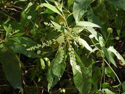 Image of Buddleja americana L.