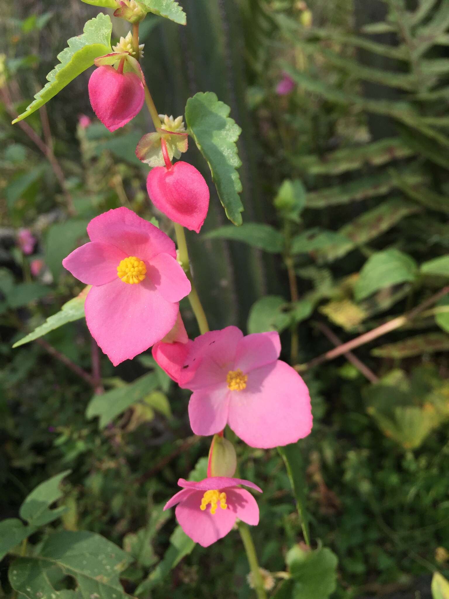 Слика од Begonia gracilis Kunth