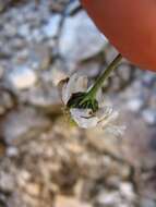 Image of Achillea oxyloba subsp. oxyloba