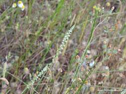 صورة Reseda virgata Boiss. & Reuter