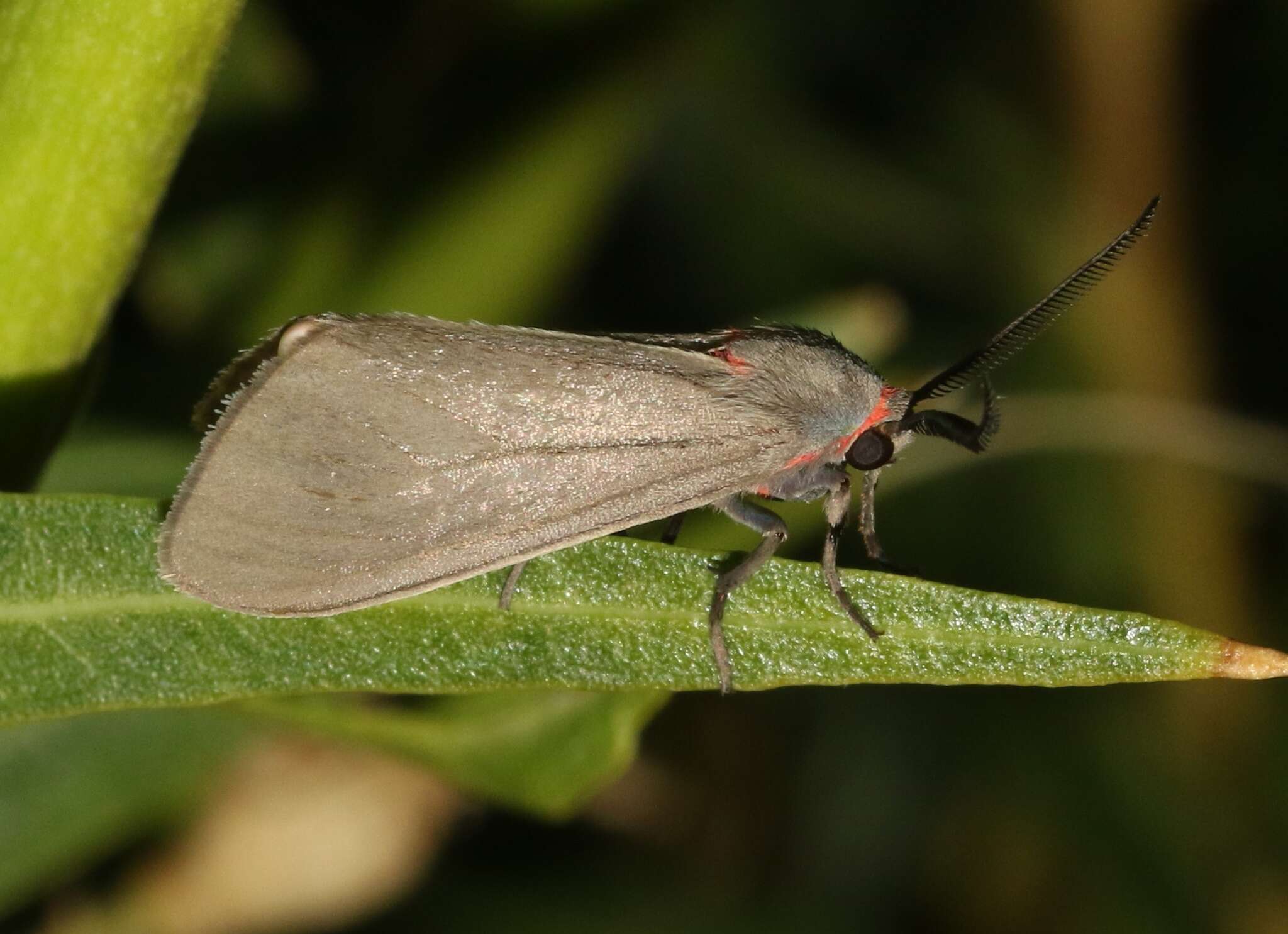 Image of Mousey Tiger Moth