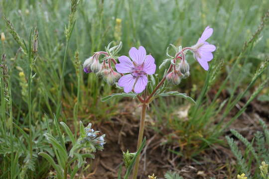 Image of Tuberous Cranesbill