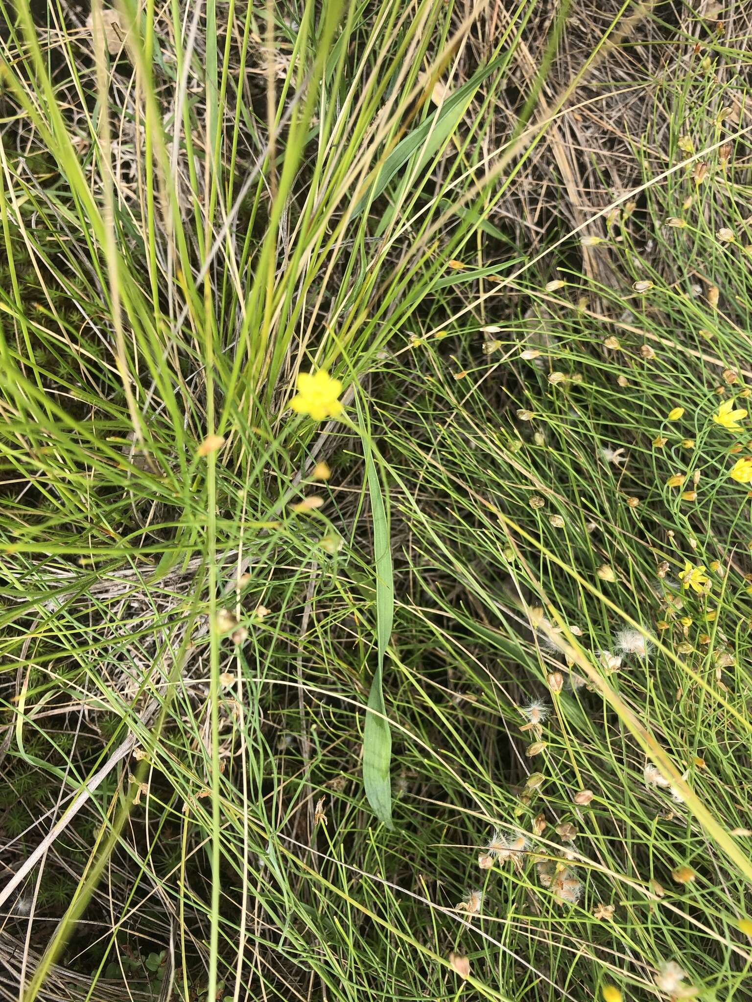 Image of Eriospermum abyssinicum Baker