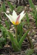 Image of water-lily tulip