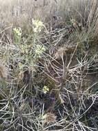 Image of Erysimum flavum (Georgi) Bobrov