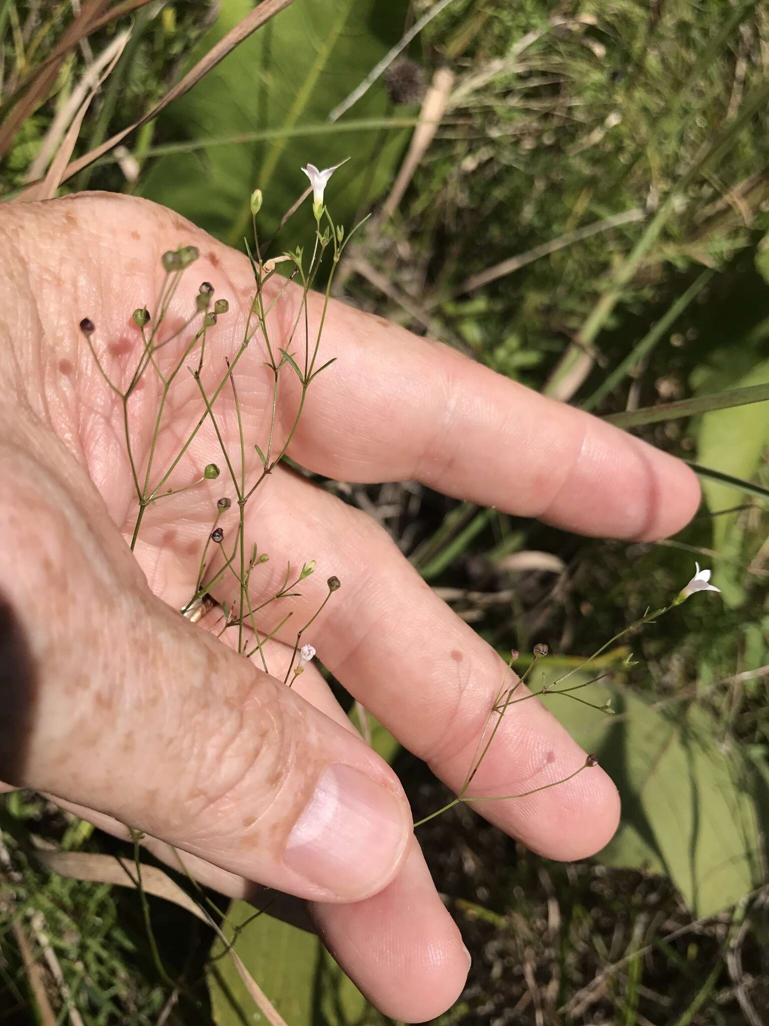 Imagem de Houstonia longifolia var. tenuifolia (Nutt.) Alph. Wood