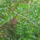 Слика од Coriaria myrtifolia L.