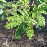 Mimosa tenuiflora (Willd.) Poir. resmi