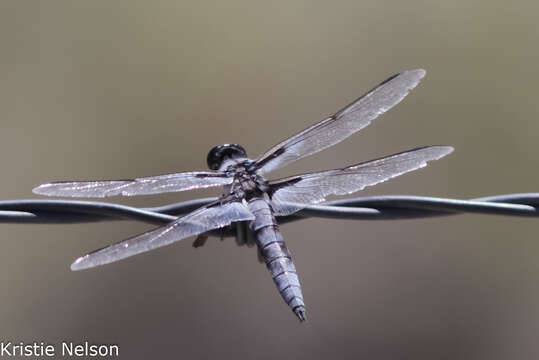 Image of Hoary Skimmer