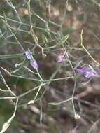 Imagem de Dicliptera paniculata (Forssk.) I. Darbysh.