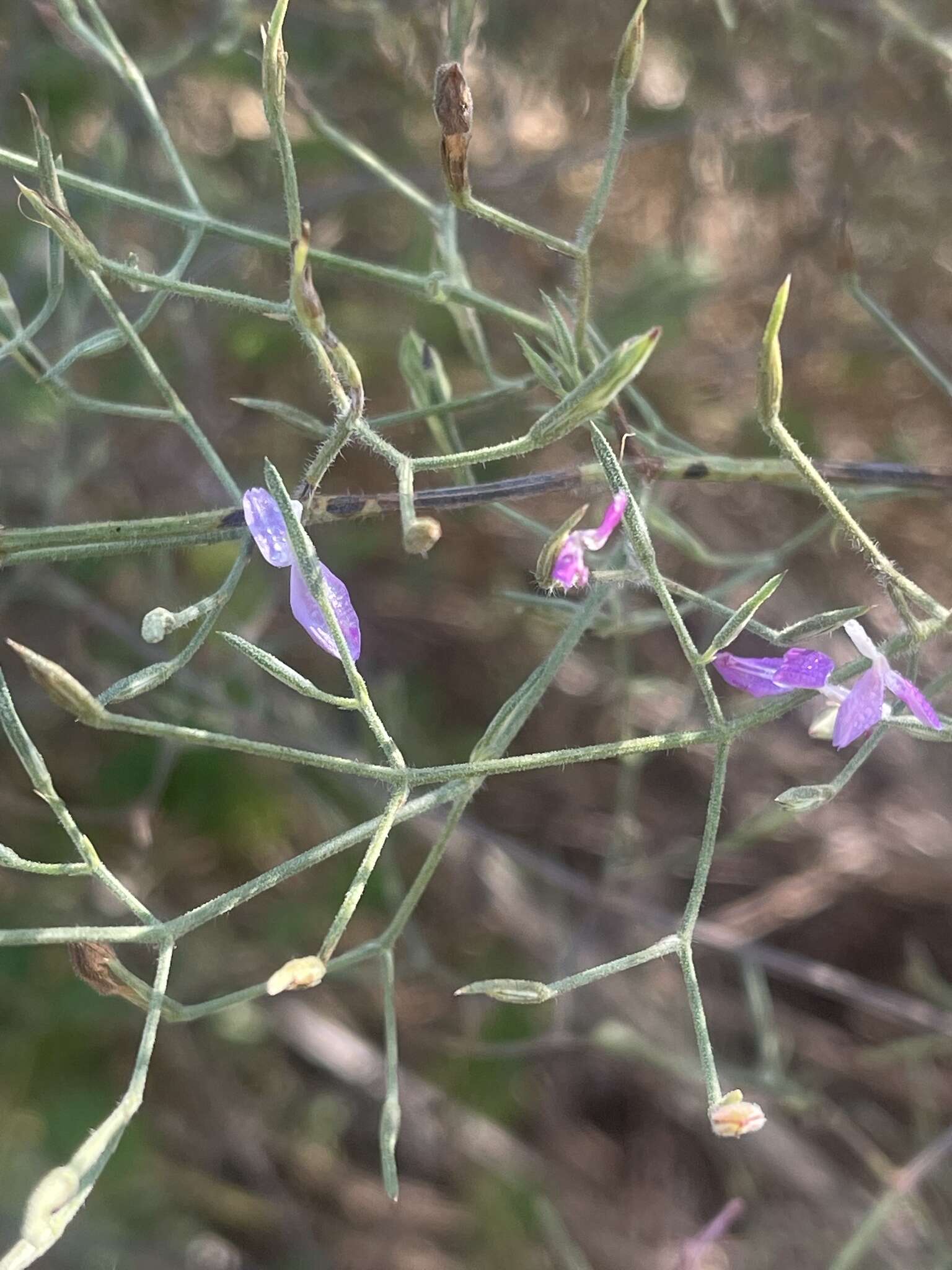 Imagem de Dicliptera paniculata (Forssk.) I. Darbysh.