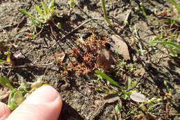 Image of water pygmyweed