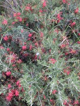 Image of Grevillea preissii subsp. glabrilimba P. M. Olde & N. R. Marriott