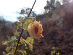 Image of Triaspis glaucophylla Engl.