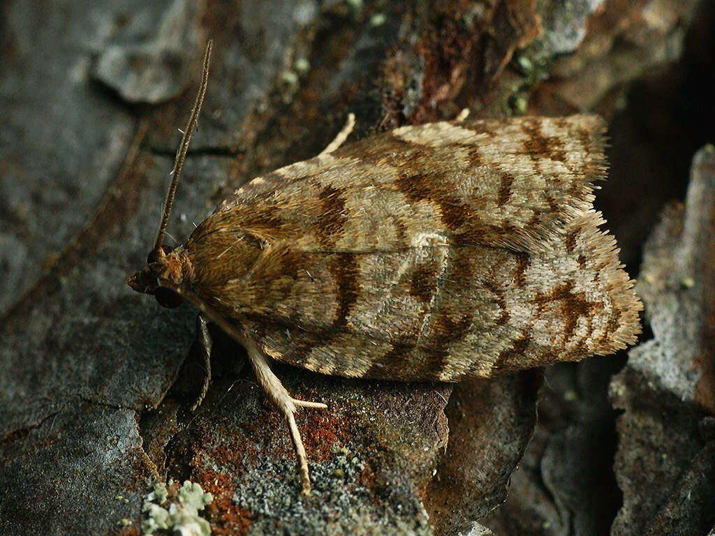 Choristoneura murinana Hübner 1800 resmi