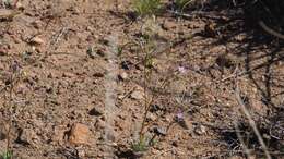 Image of coastal gilia