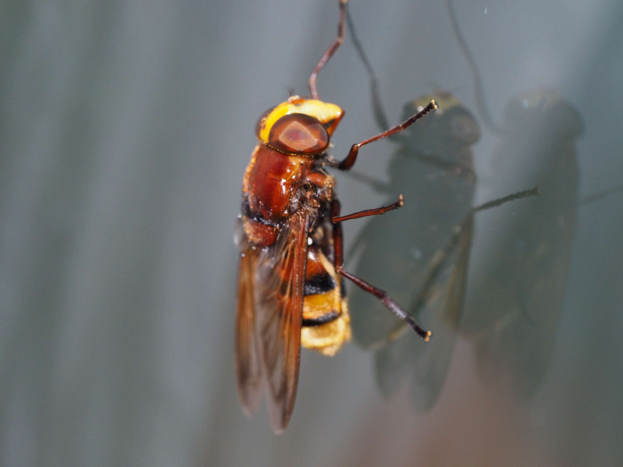 Image of hornet mimic hoverfly