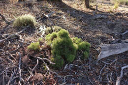 Imagem de Isopogon ceratophyllus R. Br.