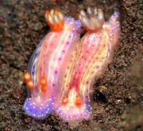 Image of Hypselodoris paradisa Gosliner & R. F. Johnson 2018