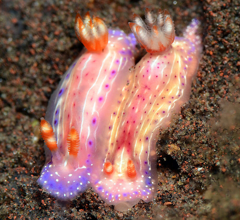 Image of Hypselodoris paradisa Gosliner & R. F. Johnson 2018