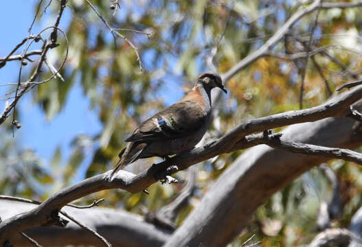 Image of Brush Bronzewing