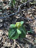 Image de Trillium decipiens J. D. Freeman