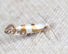 Imagem de Argyresthia annettella Busck 1907